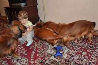 NADIM jamniki Kollapsar